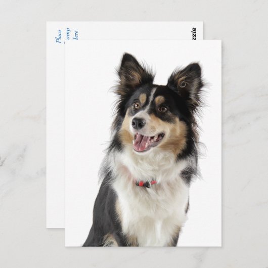 Border Collie Puppy Dog Greeting Post Card Briefkaart (Voorkant / Achterkant)