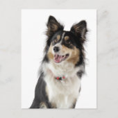 Border Collie Puppy Dog Greeting Post Card Briefkaart (Voorkant)