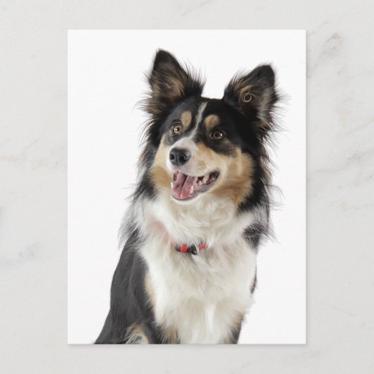 Border Collie Puppy Dog Greeting Post Card Briefkaart (Voorkant)