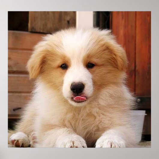 Border Collie Puppy~Golden Oz Red Poster (Voorkant)