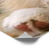 Border Collie Puppy~Golden Oz Red Poster (Hoek)