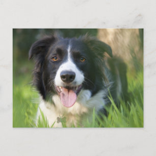 Border Collie Puppy Hond - Blank Briefkaart