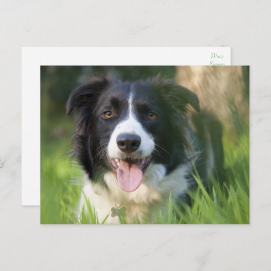 Border Collie Puppy Hond - Blank Briefkaart (Voorkant / Achterkant)