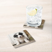 Border Collie Puppy Kartonnen Onderzetters (Insitu)