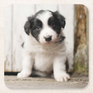 Border Collie Puppy Kartonnen Onderzetters