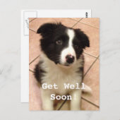 Border Collie Puppy Krijg Goed Briefkaart (Voorkant / Achterkant)