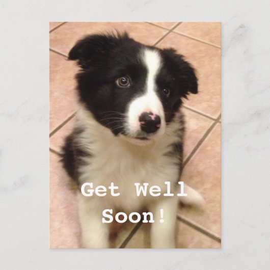 Border Collie Puppy Krijg Goed Briefkaart (Voorkant)