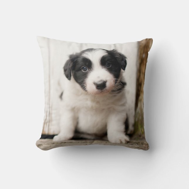 Border Collie Puppy Kussen (Voorkant)