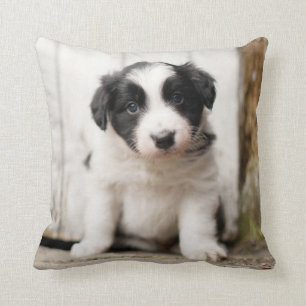 Border Collie Puppy Kussen