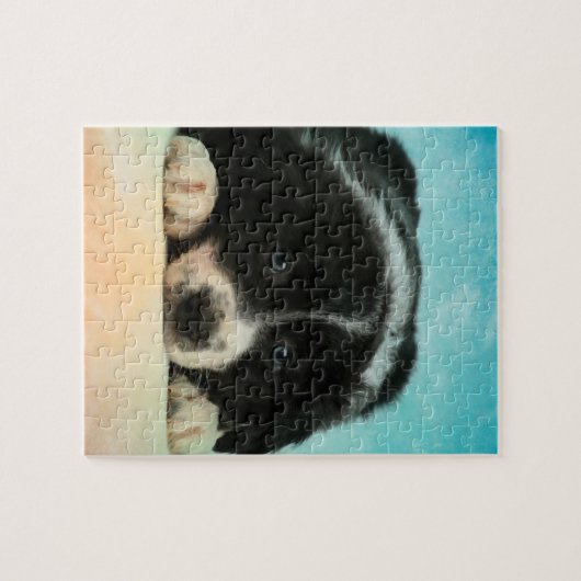 Border Collie Puppy Legpuzzel (Horizontaal)
