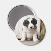 Border Collie Puppy Magneet (Voorkant / Achterkant)