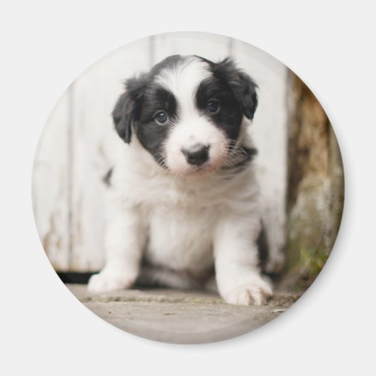 Border Collie Puppy Magneet (Voorkant)