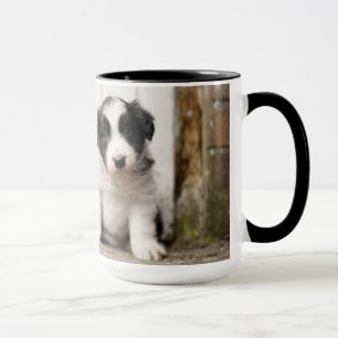 Border Collie Puppy Mok