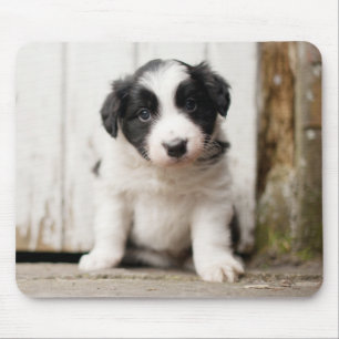 Border Collie Puppy Muismat