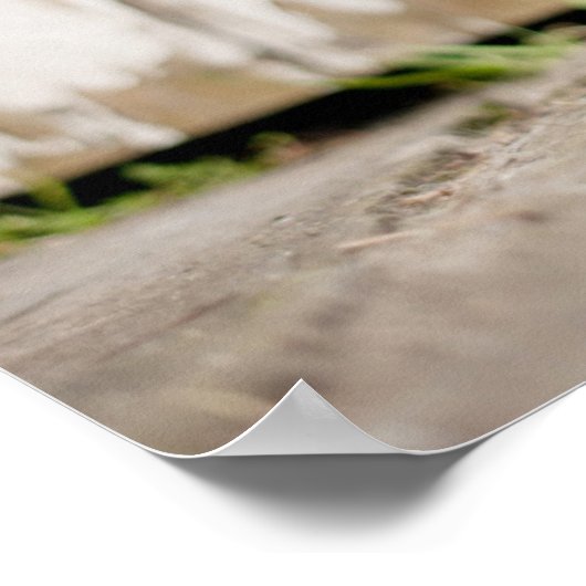 Border Collie Puppy Poster (Hoek)