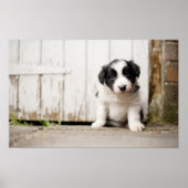 Border Collie Puppy Poster (Voorkant)