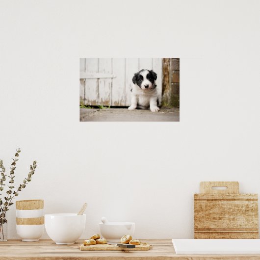 Border Collie Puppy Poster (Keuken)