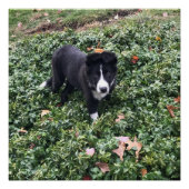 Border Collie Puppy Poster (Voorkant)