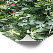 Border Collie Puppy Poster (Hoek)