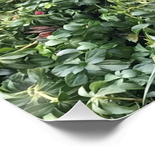 Border Collie Puppy Poster (Hoek)