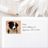 Border Collie Puppy retour adreslabels Etiket (Insitu)