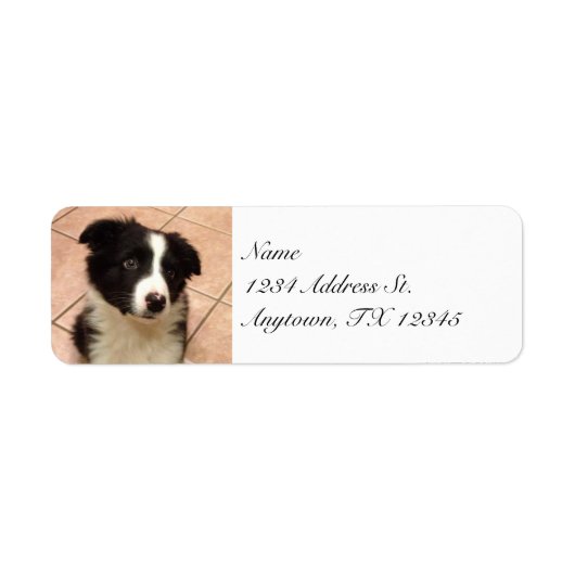 Border Collie Puppy retour adreslabels Etiket (Voorkant)