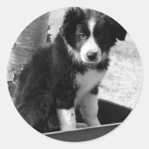 Border Collie Puppy Ronde Sticker