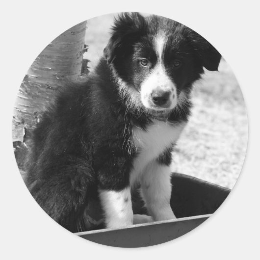 Border Collie Puppy Ronde Sticker (Voorkant)