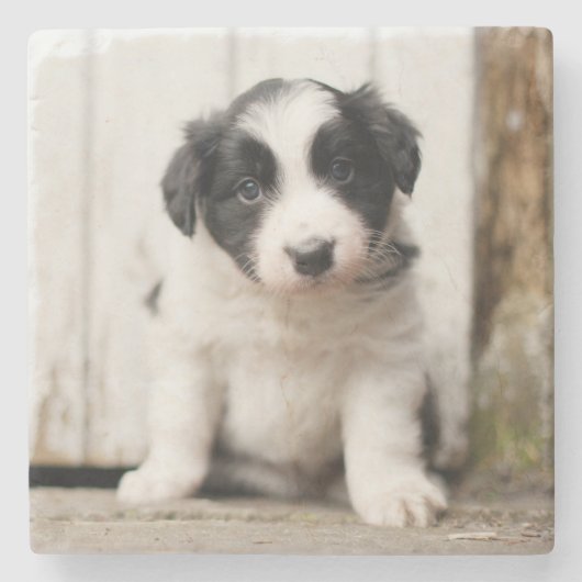 Border Collie Puppy Stenen Onderzetter (Voorkant)