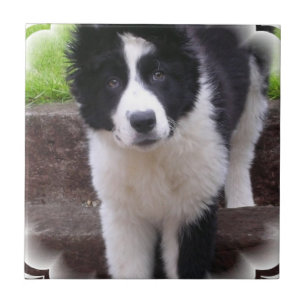 Border Collie Puppy Tile Tegeltje