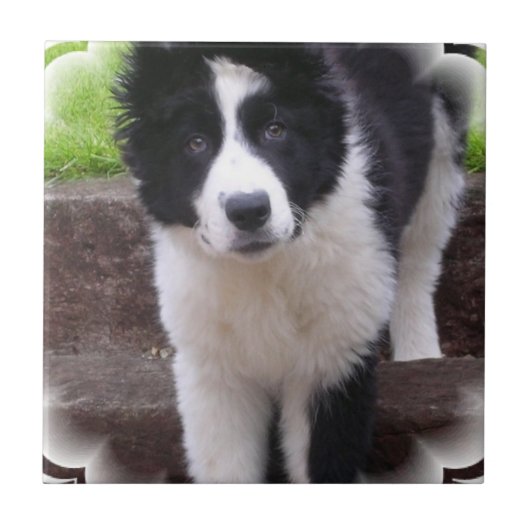 Border Collie Puppy Tile Tegeltje (Voorkant)