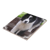 Border Collie Puppy Tile Tegeltje (Zijkant)