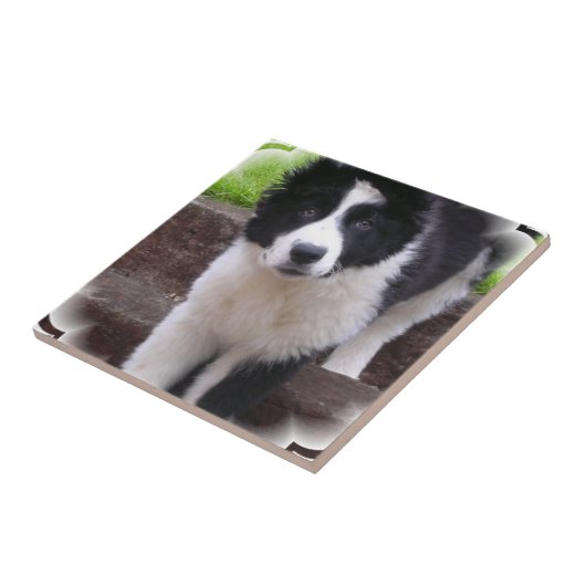 Border Collie Puppy Tile Tegeltje (Zijkant)