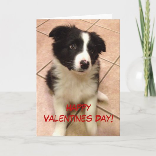 Border Collie Puppy Valentijnsdag Kaart (Voorkant)