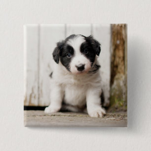 Border Collie Puppy Vierkante Button 5,1 Cm