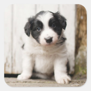 Border Collie Puppy Vierkante Sticker