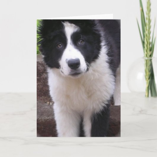 Border Collie Puppy Wenskaart Kaart (Voorkant)