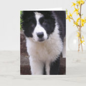 Border Collie Puppy Wenskaart Kaart (Gele Bloem)