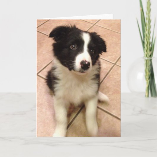 Border Collie Puppy Wenskaart Kaart (Voorkant)