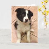 Border Collie Puppy Wenskaart Kaart (Gele Bloem)
