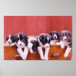 Border Collie Pups In Ladekast Schilderij Poster