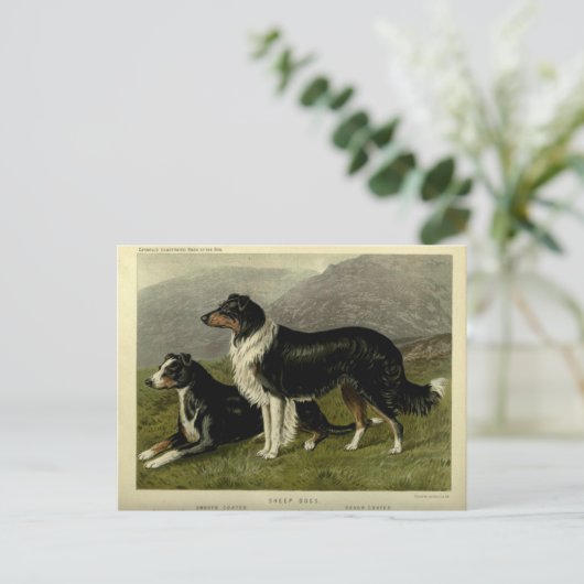  Border collie schapenhond Briefkaart (Staand voorkant)