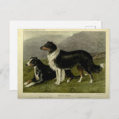  Border collie schapenhond Briefkaart (Voorkant / Achterkant)