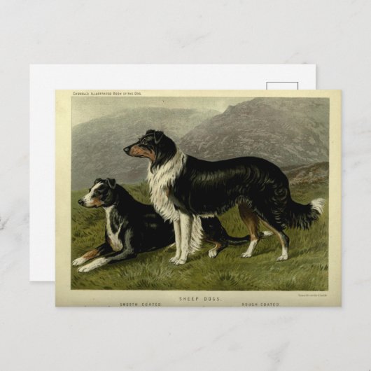  Border collie schapenhond Briefkaart (Voorkant / Achterkant)