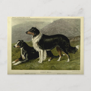  Border collie schapenhond Briefkaart