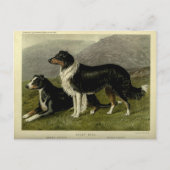  Border collie schapenhond Briefkaart (Voorkant)