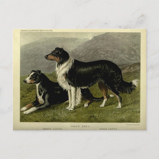  Border collie schapenhond Briefkaart (Voorkant)