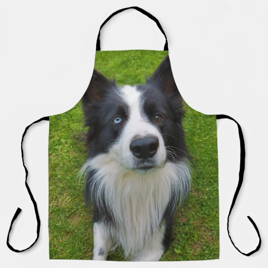 Border Collie Schort (Voorkant)