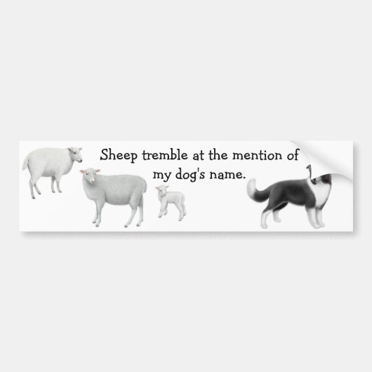 Border Collie & Sheep Herding Bumpersticker (Voorkant)