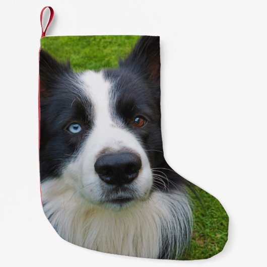 Border Collie Small Kerststop Kleine Kerstsok (Voorkant)